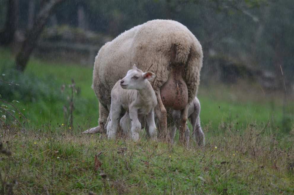 Jeunes moutons