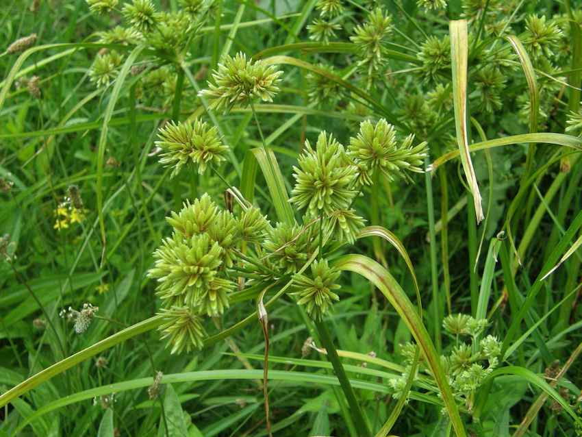 Souchet robuste - Cyperus eragrostis