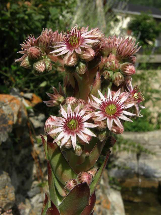 Joubarde - Sempervivum