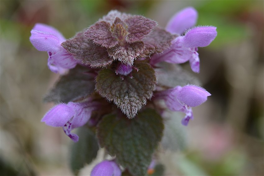 Lamier pourpre - Lamium purpureum