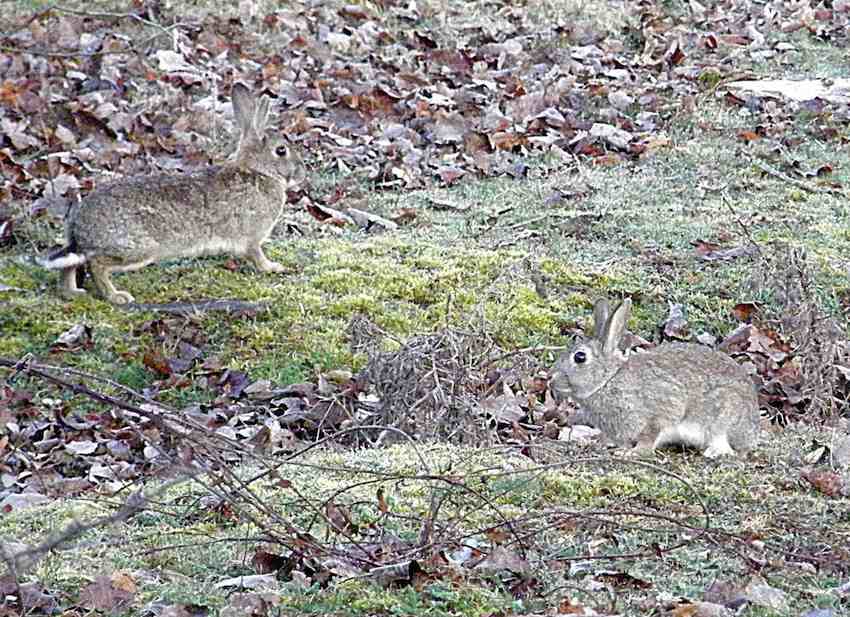 Lapins de garenne - Oryctolagus cunicul