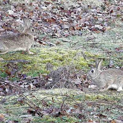 Lapins de garenne - Oryctolagus cunicul