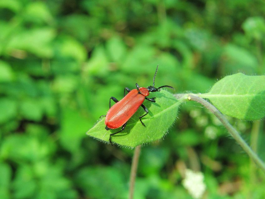 Lepture rouge femelle