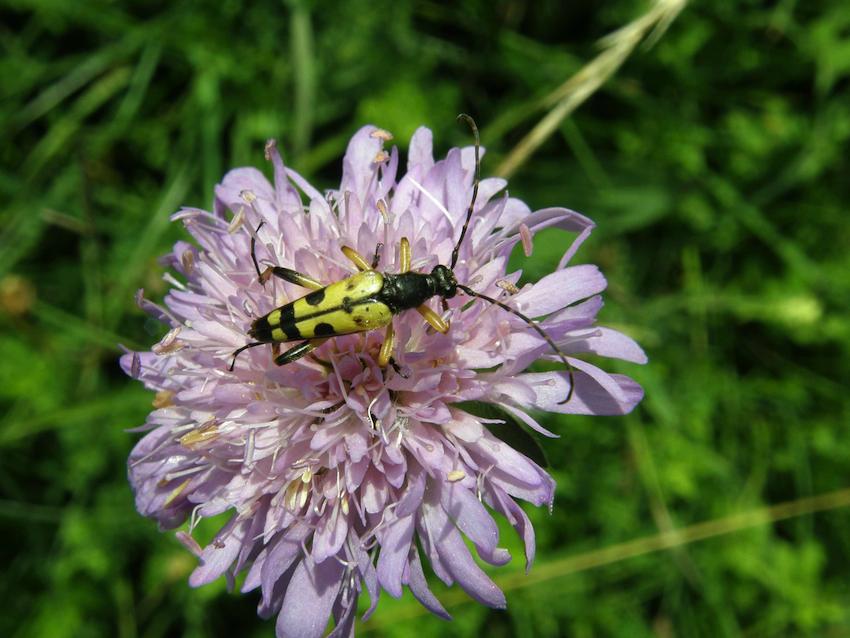 Lepture tâchetée sur Scabieuse