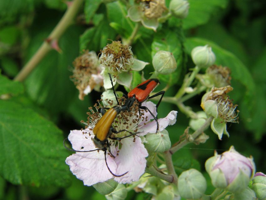 Leptures fauve et Lepture porte coeur