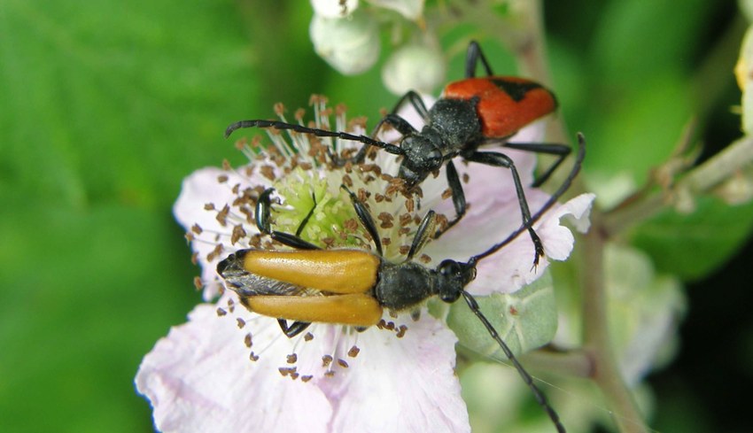 Leptures sur la Ronce