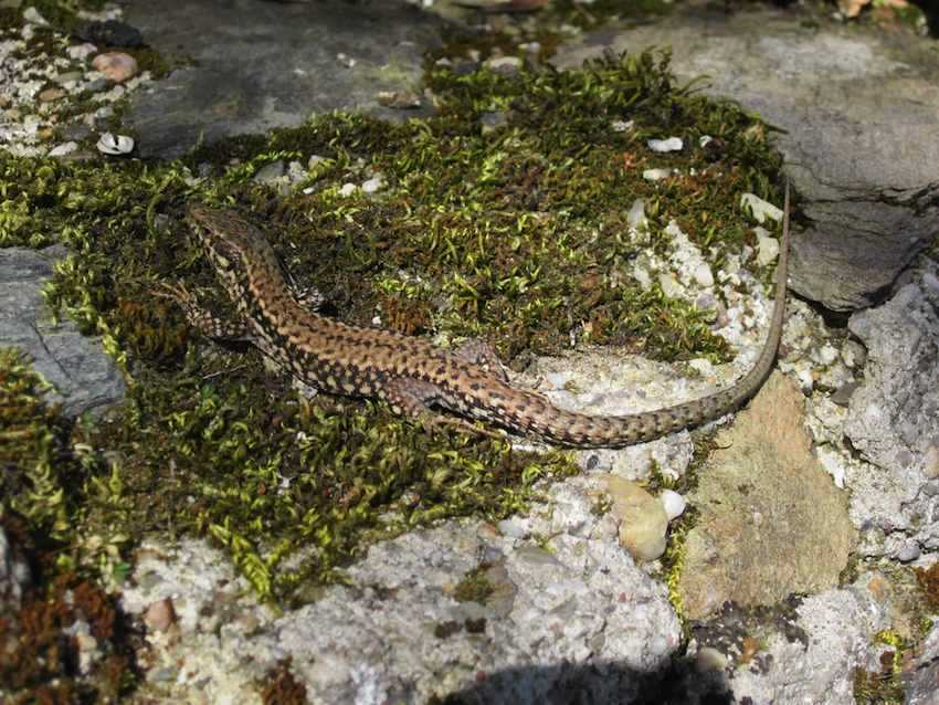 Lézard des murailles - Podarcis muralis