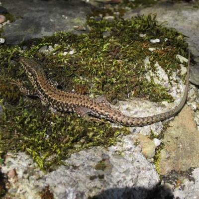 Lézard des murailles - Podarcis muralis