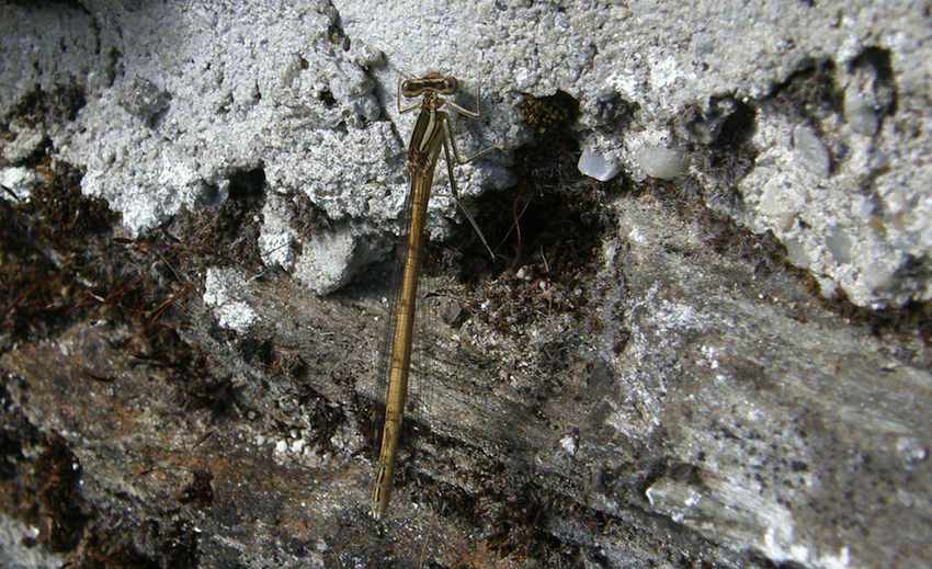 Libellule Lestes brun