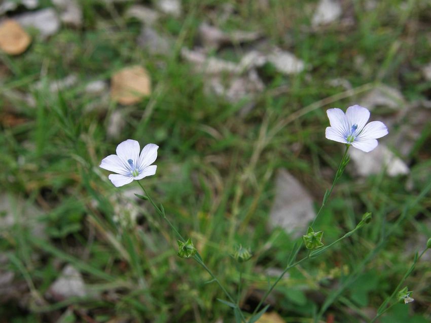 Lin bleu - Linum perenne