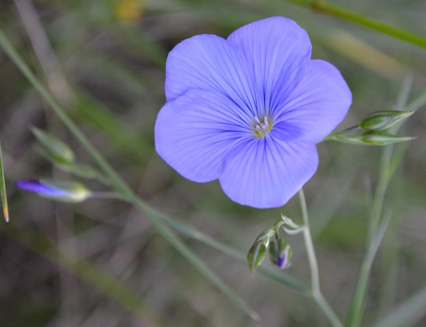 Lin de Narbonne - Linum narbonense