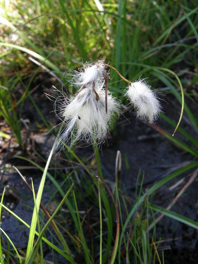 Linaigrette - Eriophorum