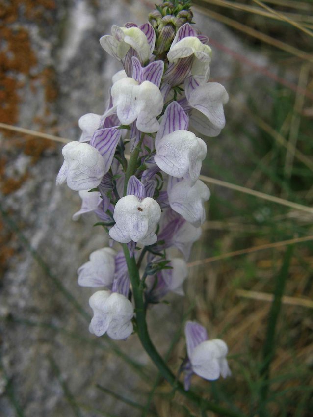 Linaire striée  - Linaria striata