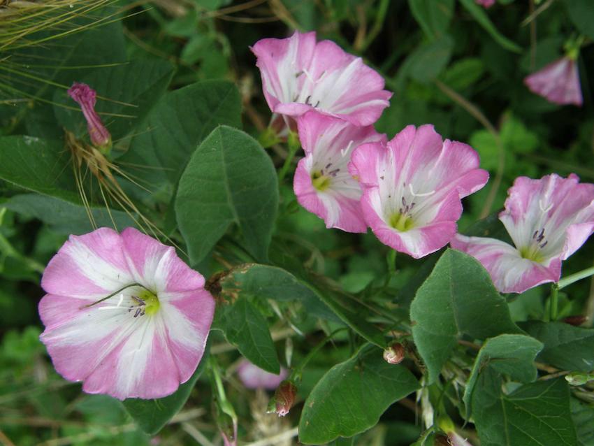 Liseron des champs - Convolvulus arvensis