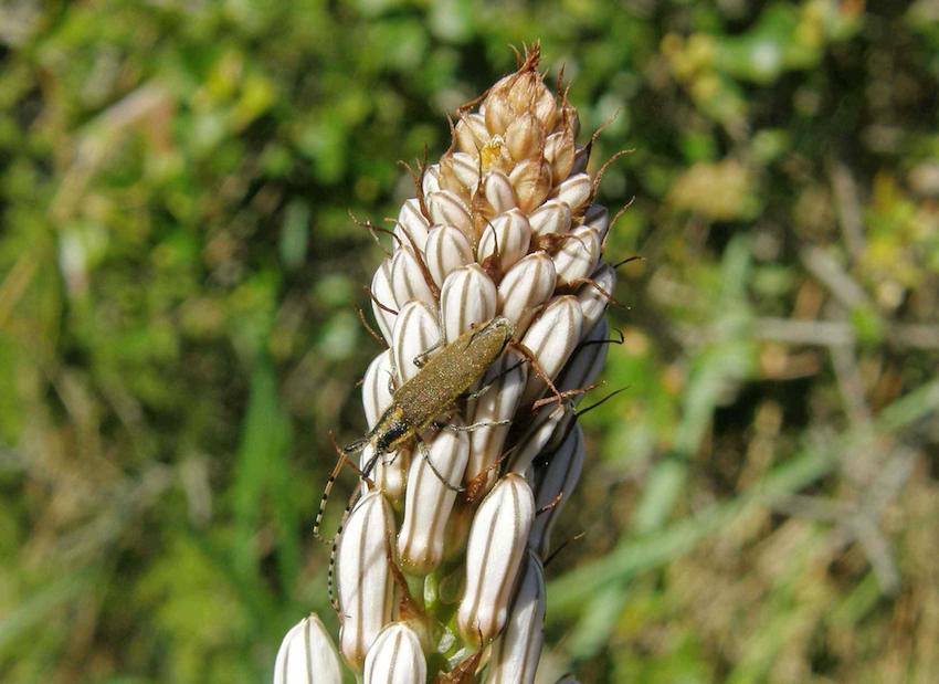 Longicorne Agapanthia villosoviridescens 1