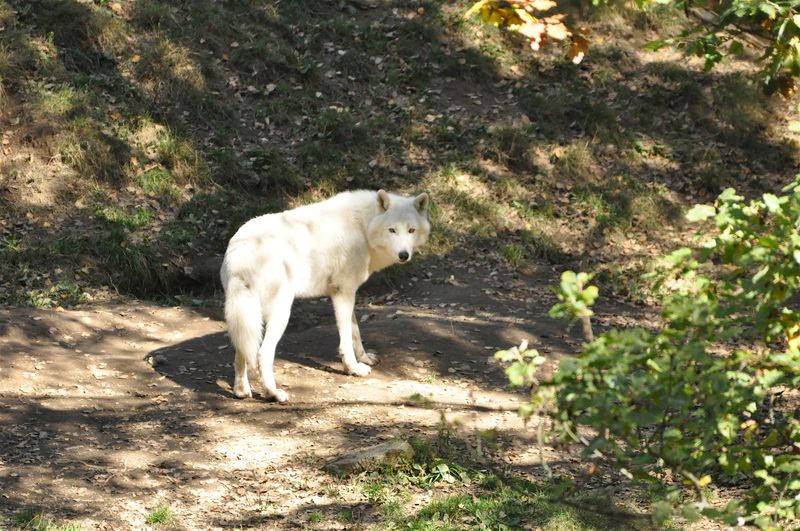 Loup blanc 1