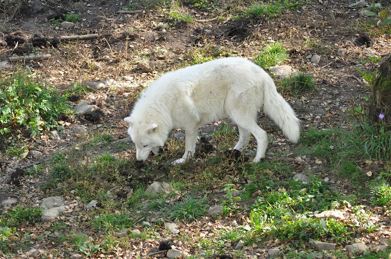 Loup blanc 2