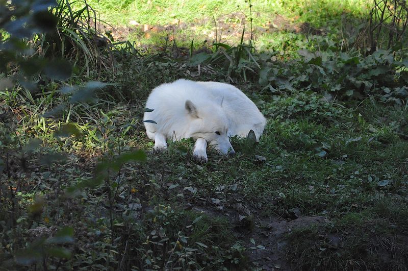 Loup blanc 3