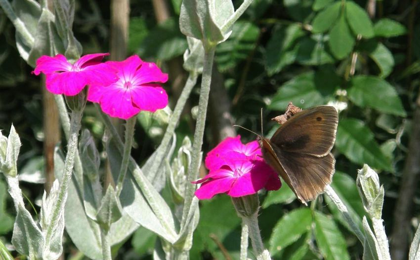 Lychnis et papillon - Lychnis coronaria