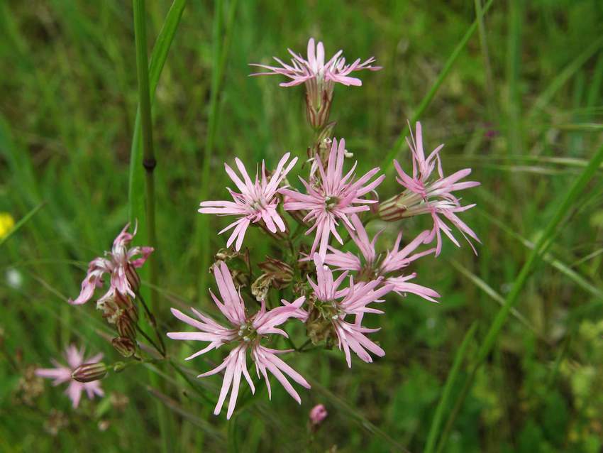 Lychnis fleur de coucou - Lychnis flos-coculis