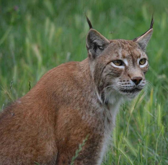 Lynx boréal