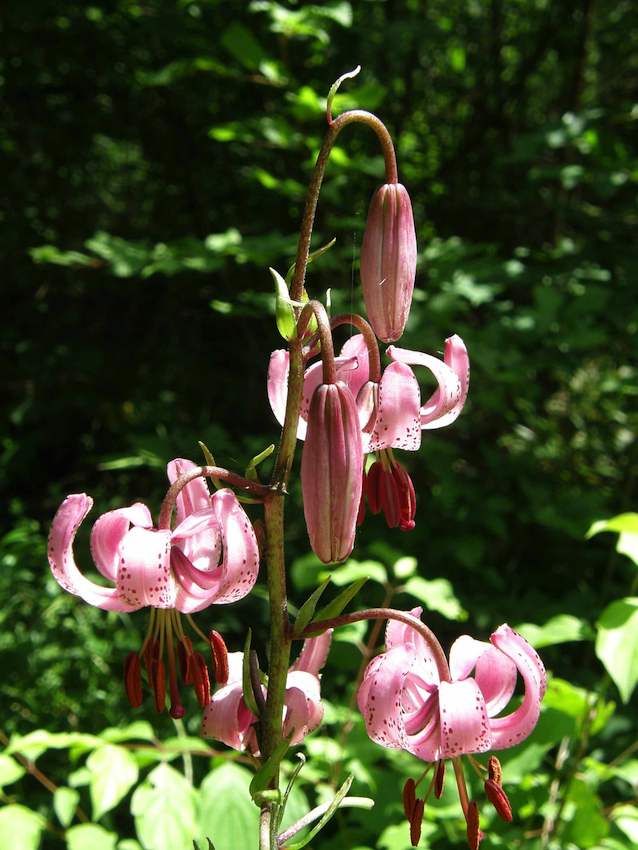 Lys martagon - Lilium martagon