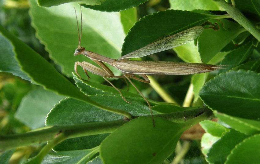 Mante religieuse brune - Mantis religiosa