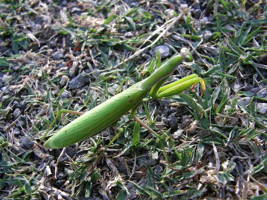 Mante religieuse verte