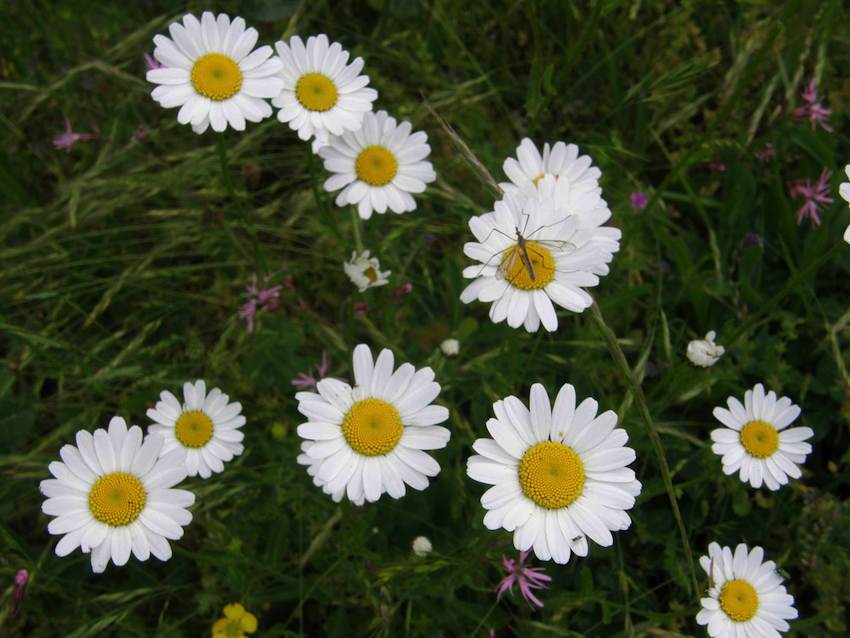 Marguerite commune - Leucanthenum vulgare