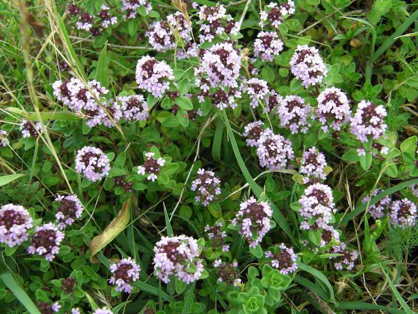 Marjolaine - Origan - Origanum vugare