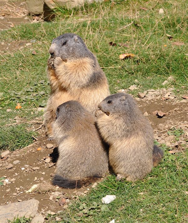 Marmotte 4