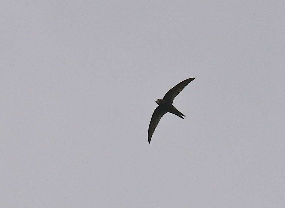 Martinet noir