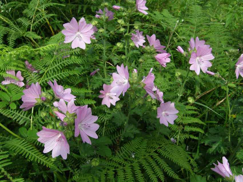 Mauve alcée  - Malva alcea