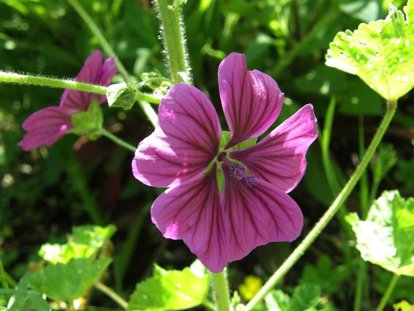 Mauve sylvestre - Malva sylvestris