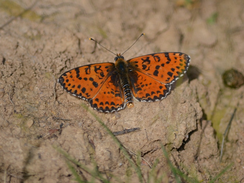 Mélitée orangée - Melitaea didyma