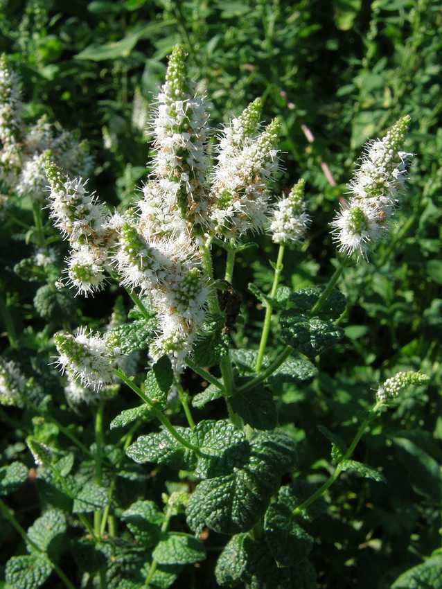 Menthe suave - Mentha suaveolens