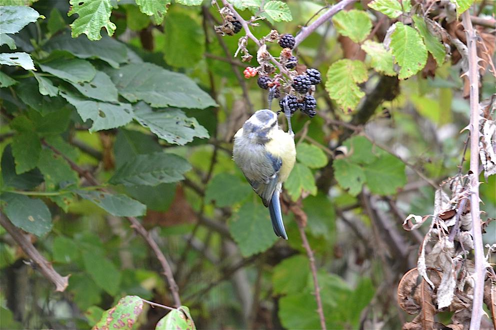 Mésange à tête bleue 1