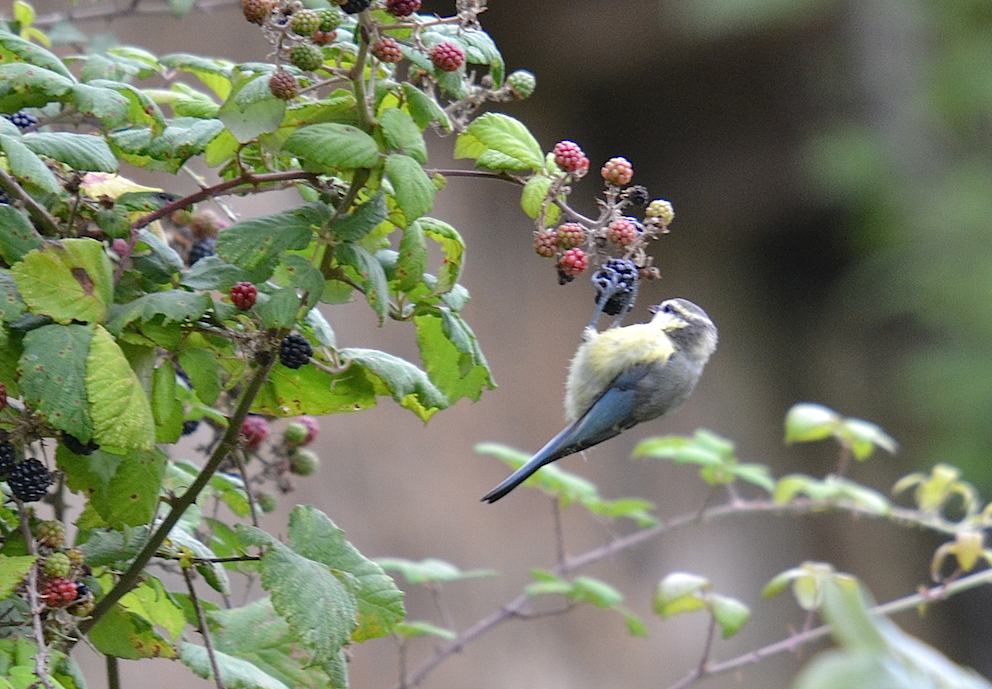 Mésange à tête bleue 2