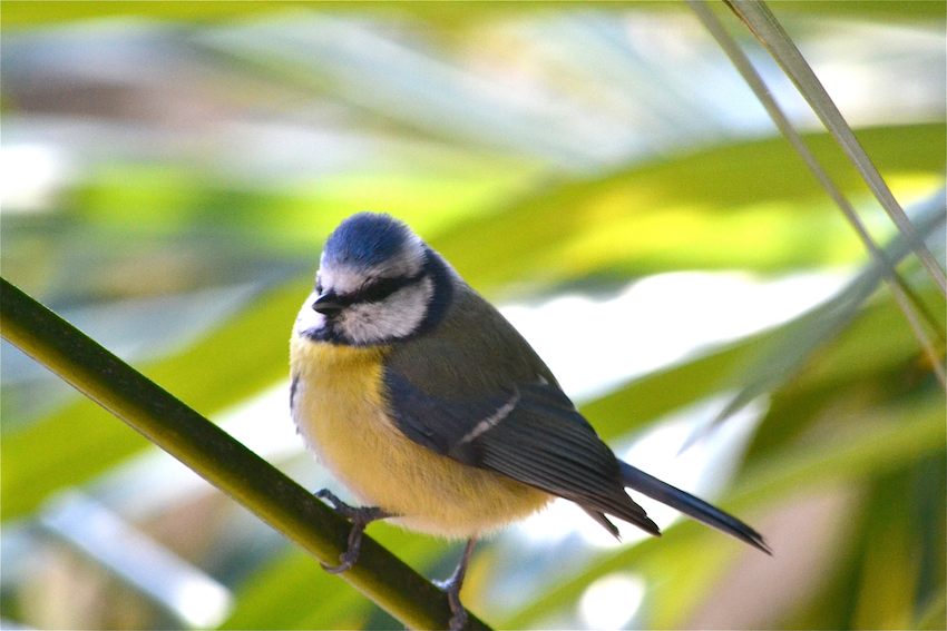 Mésange bleue 