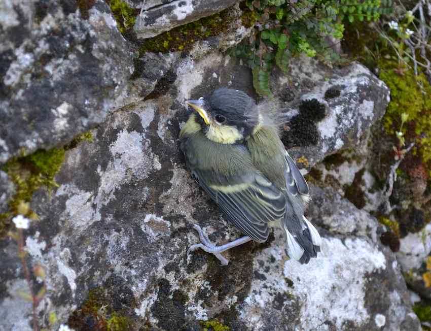 Mésange sortie du Nid 2