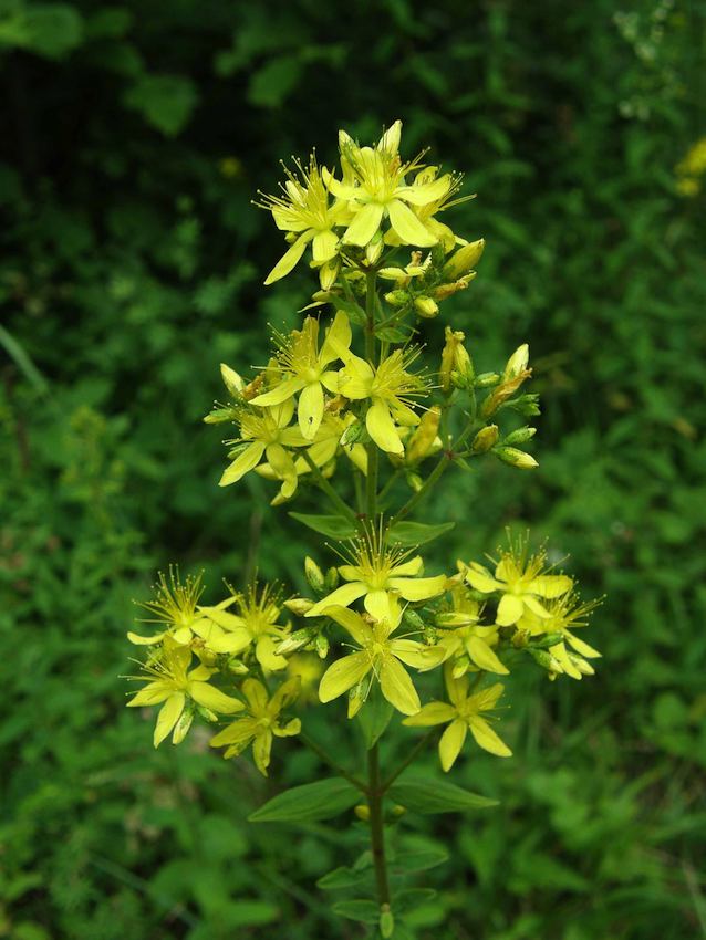 Millepertuis perforé - Hypericum perforatum