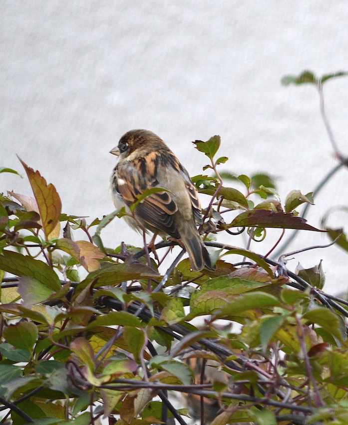 Moineau 2