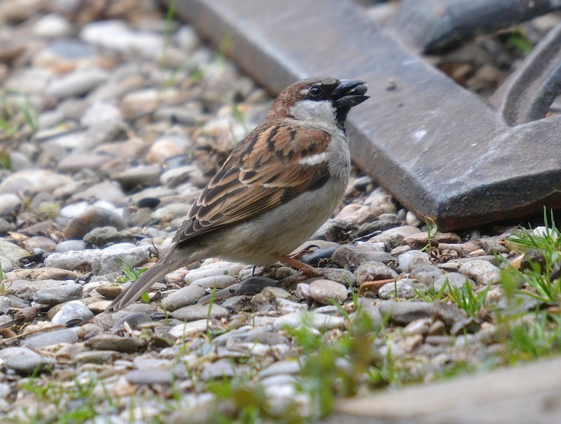 Moineau domestique 2