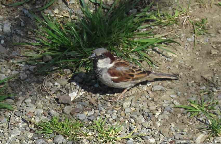 Moineau domestique mâle - Passer domesticus
