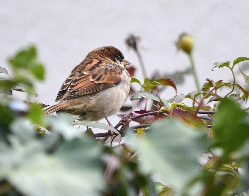 Moineau