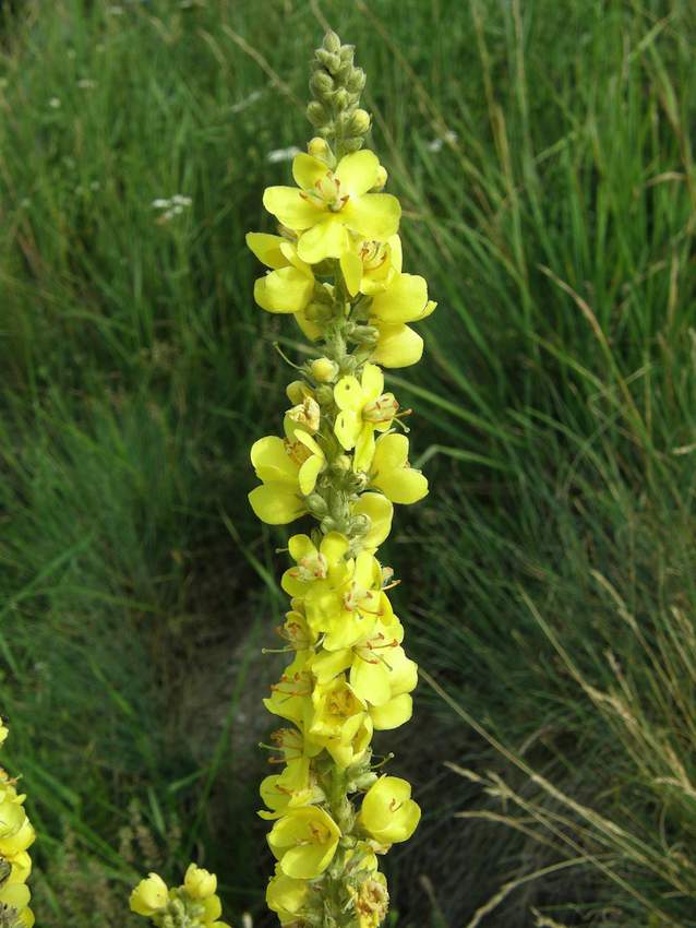 Molène - Verbascum