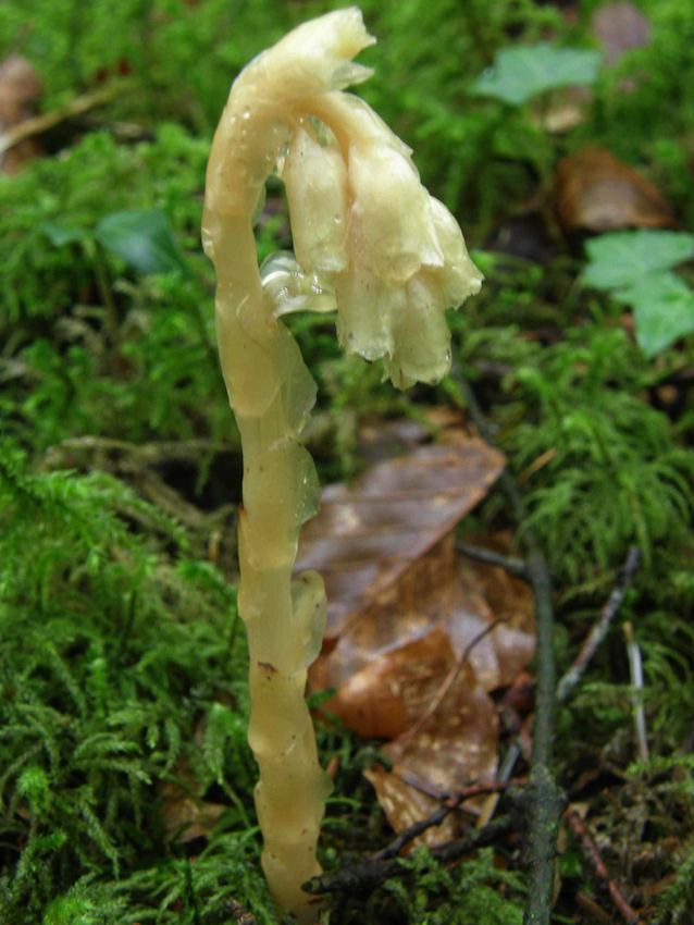 Monotrope suce pin - Monotropa hypotitis