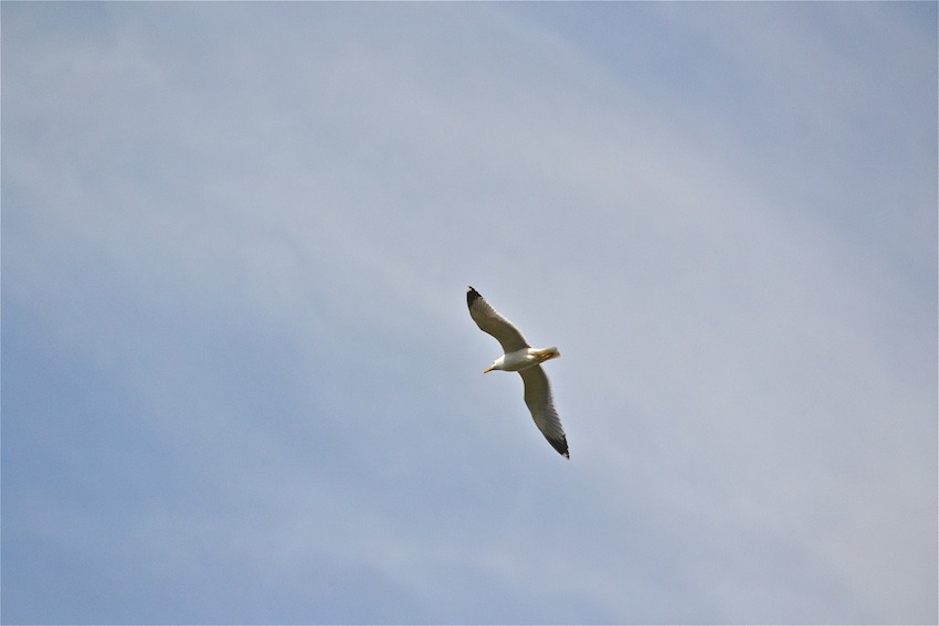 Mouette 2