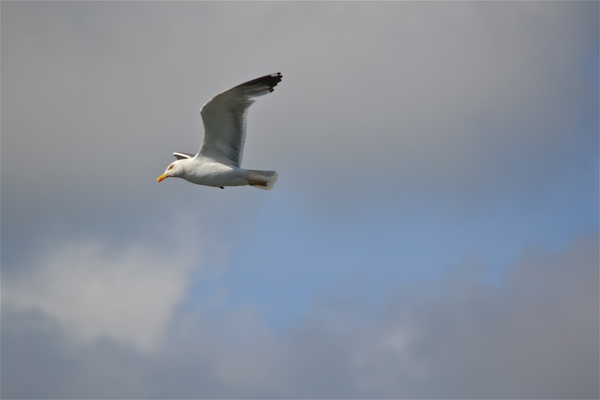 Mouette rieuse 1 - Chroicocephalus ridibundus