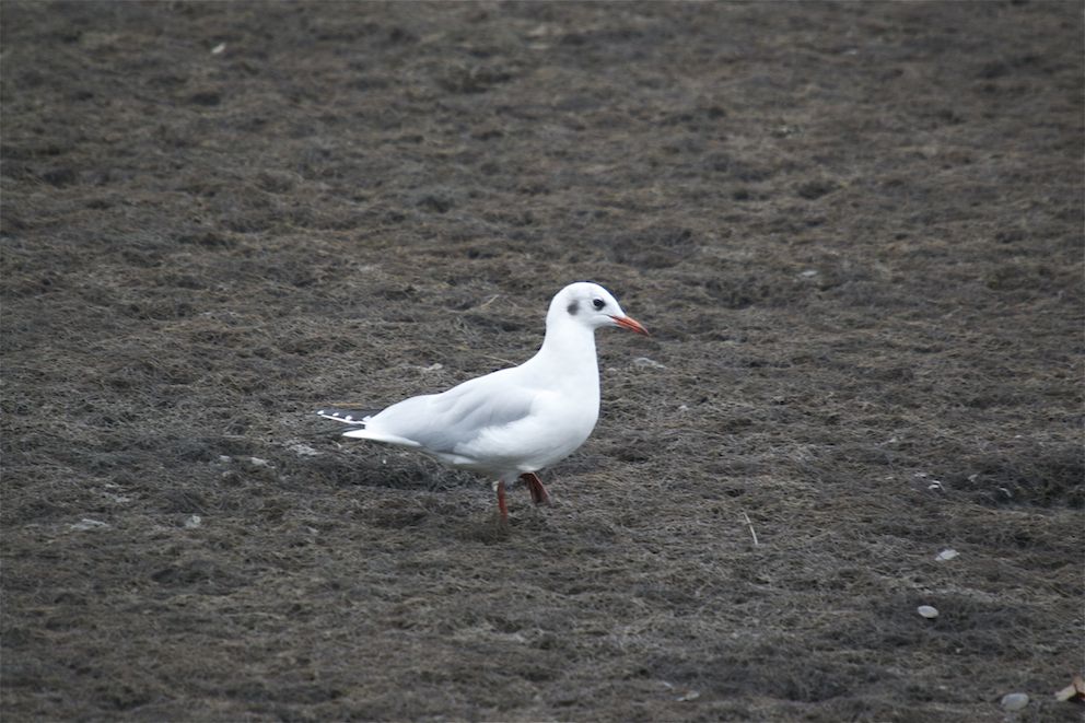 Mouette rieuse 2